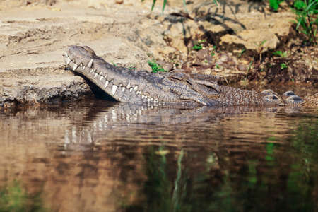 Alligatorの写真素材