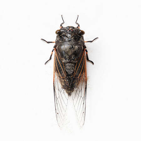 Cicadaの写真素材