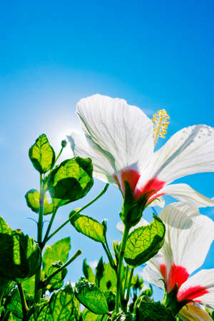hibiscus flowerの写真素材
