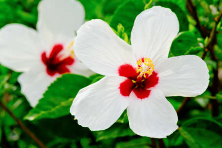 hibiscus flowerの写真素材