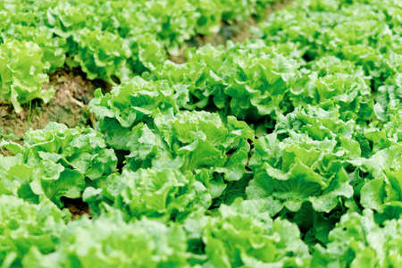 lettuce field