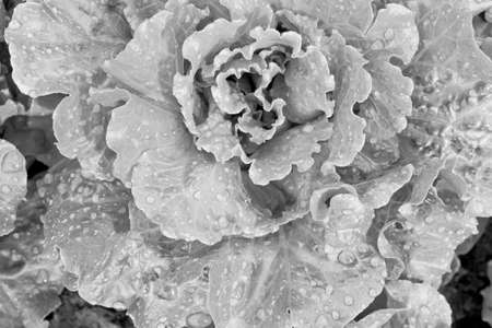 lettuce fieldの写真素材