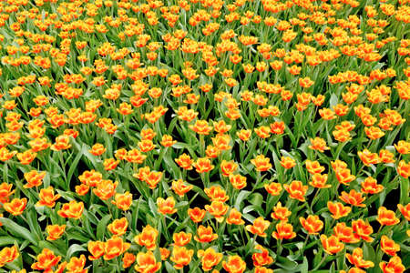 tulips gardenの写真素材