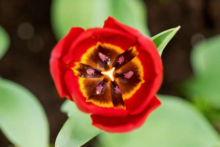 tulips garden