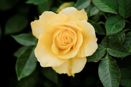 rose flowerの写真素材