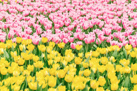 Colorful flowers tulips in the gardenの写真素材