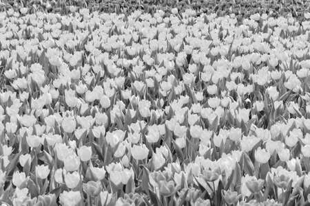Tulips in the gardenの写真素材
