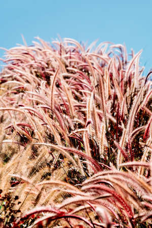 Beautiful Autumn grassの写真素材