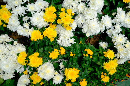 Yellow chrysanthemum flowers