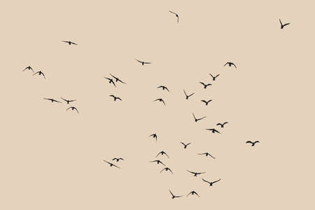 Silhouette of a flock of flying birdsのイラスト素材