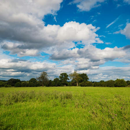 Green grass field background in Englandの写真素材