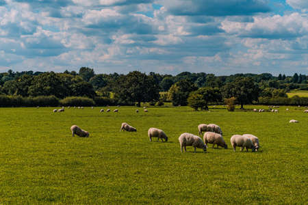 Sheep and lamb in the fieldの写真素材