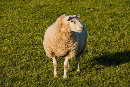 Sheep and lamb in the field