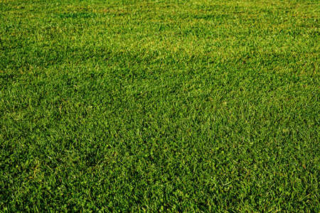green grass blackground in summerの写真素材