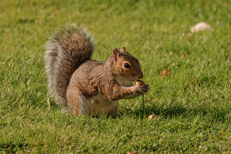 Squirrel eating hazelnut fruit in gardenの写真素材