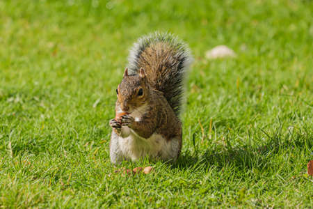 Squirrel eating hazelnut fruit in gardenの写真素材