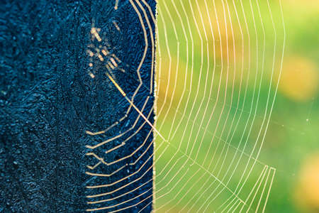 Beautiful spider web swaying in the wind