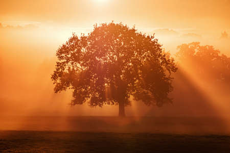 Twilight sky and cloud at sunrise background imageの写真素材