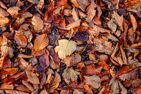 Background group autumn red leaves