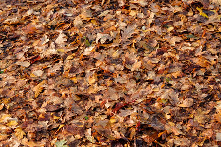 Background group autumn red leavesの写真素材