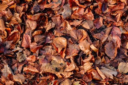 autumn red leaves.の写真素材