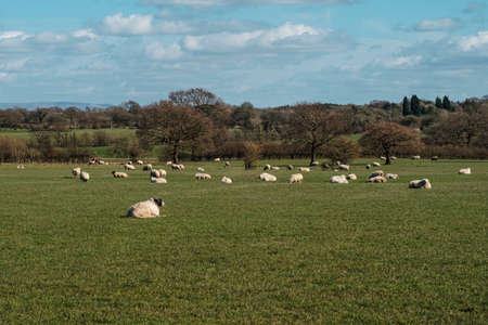 Sheep and lamb in the fieldの写真素材