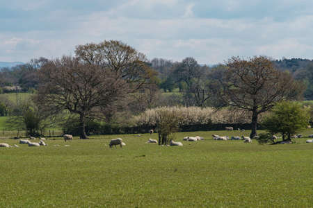 flock of sheep on green grassの写真素材