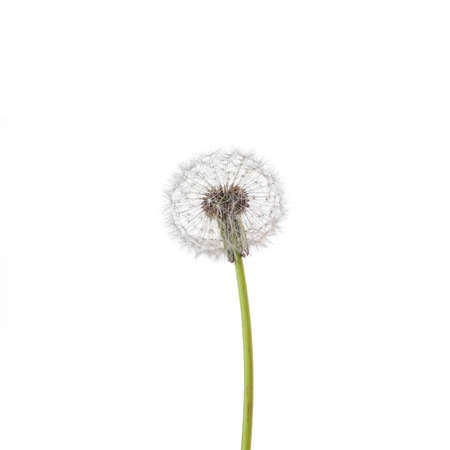 dandelion on a white backgroundの写真素材