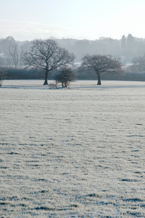 Trees with snow in winterの写真素材