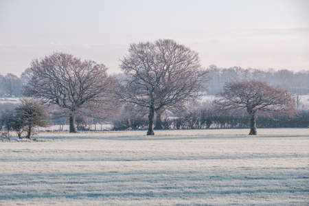 Trees with snow in winterの写真素材