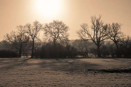 Trees with snow in winterの写真素材