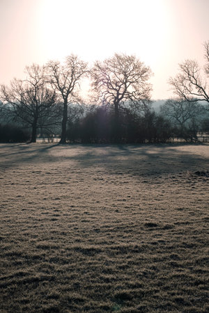 Trees with snow in winterの写真素材
