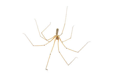 House spider on white backboardの写真素材