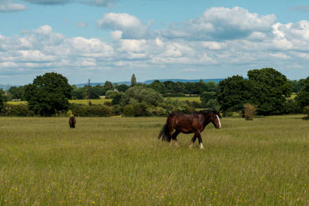 Horses on a grass fieldの写真素材