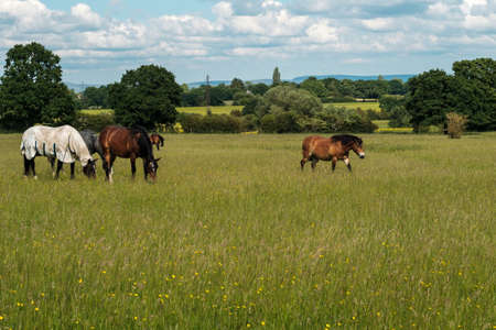 Horses on a grass fieldの写真素材