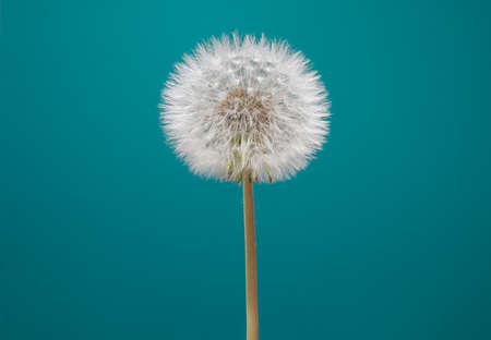 Dandelion flower on green color backgroundの写真素材