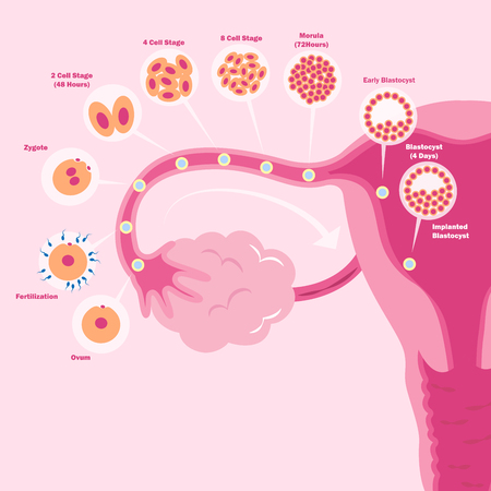 cute cartoon uterus on the pink backgroundのイラスト素材