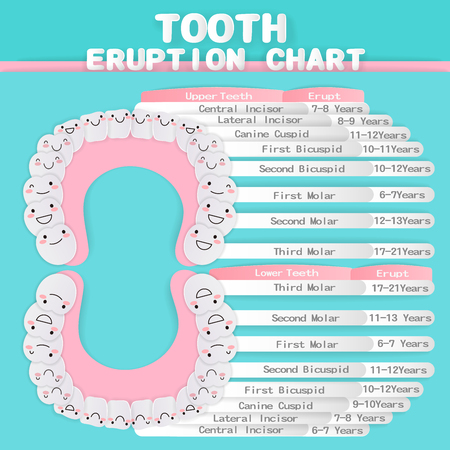 Tooth eruption chart on the blue backgroundのイラスト素材