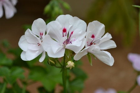 White Malvaの写真素材