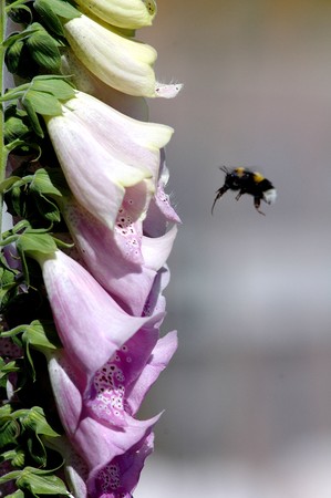 bumble bee approaching a foxgloveの写真素材