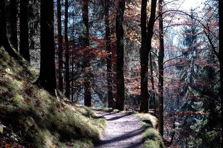 hinking trail in a forest in autmnの写真素材