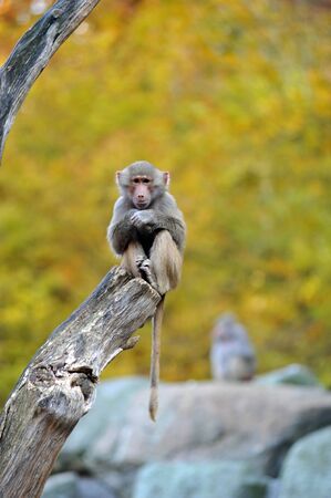 young baboon sitting on a branchの写真素材