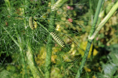caterpillar of a swallowtail on fennelの写真素材