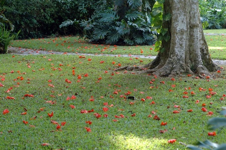 tulip tree, liriodendron tulipifera, fallen blossoms の写真素材