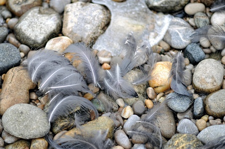 feathers of a bird on pebblesの写真素材