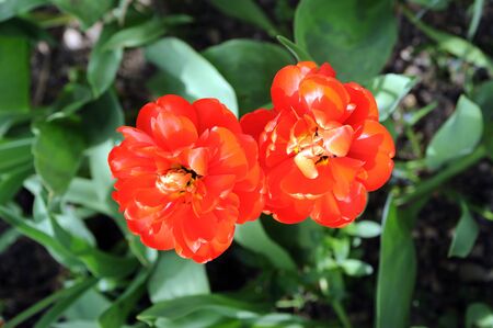 Red tulips in a gardenの写真素材
