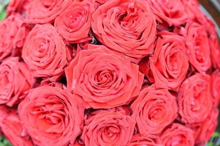 wreath of red rosesの写真素材