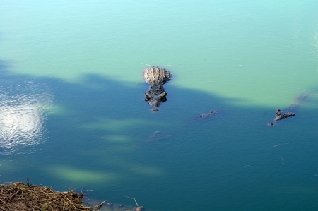 crocodiles in waterの写真素材
