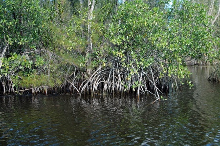 mangrove forest at a riverの写真素材