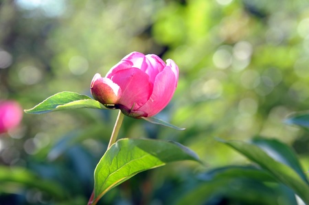 beautiful peony blooming in a gardenの写真素材
